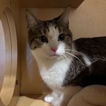 Thumbnail photo of Lulu #3