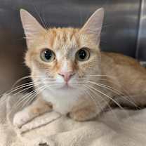 Thumbnail photo of Sweet Treat #1