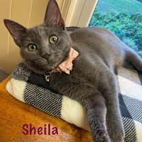 Thumbnail photo of Sheila #1