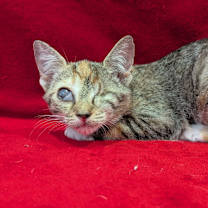 Thumbnail photo of Zombie #2