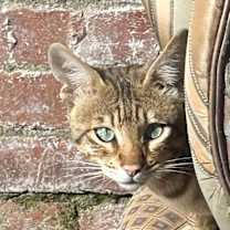 Thumbnail photo of Mufasa #1