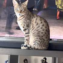 Thumbnail photo of Mufasa #2