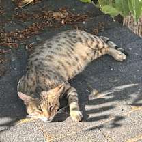 Thumbnail photo of Mufasa #3