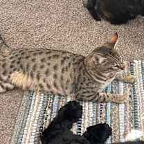 Thumbnail photo of Mufasa #4