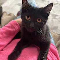 Thumbnail photo of Toucan Sam ( golden eyes) #2