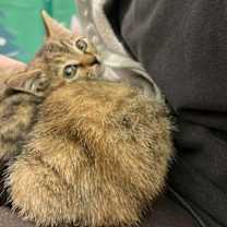 Thumbnail photo of Dinah #2