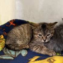 Thumbnail photo of Dinah #3