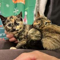 Thumbnail photo of Dinah #4