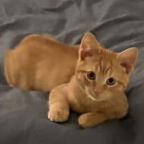 Thumbnail photo of Wren #1