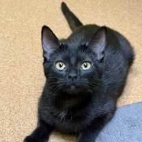 Thumbnail photo of Dani Dennison #1