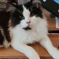 Thumbnail photo of MAHI & MULAN - Big and Fluffy Teen Kittens #3