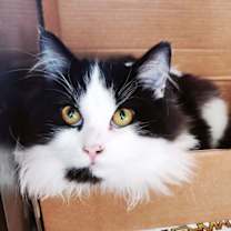 Thumbnail photo of MAHI & MULAN - Big and Fluffy Teen Kittens #4