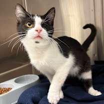 Thumbnail photo of Ozzie #1