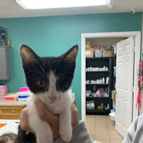 Thumbnail photo of Ozzie #2