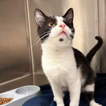 Thumbnail photo of Ozzie #3