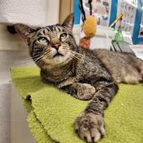 Thumbnail photo of Bear #1