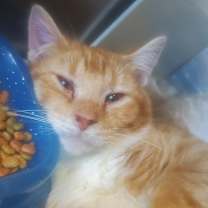 Thumbnail photo of Beef Stew #3