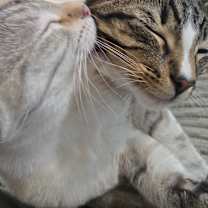 Thumbnail photo of Benji #2