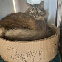 Thumbnail photo of Tony #2