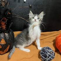 Thumbnail photo of Tartan #3