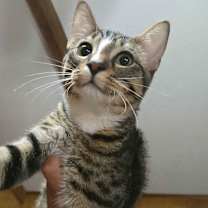 Thumbnail photo of Benji #3