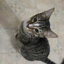 Thumbnail photo of Benji #4