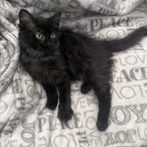 Thumbnail photo of Ivy #4