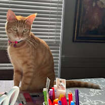 Thumbnail photo of Rainy #1