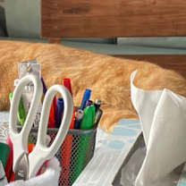 Thumbnail photo of Rainy #2