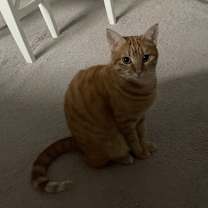 Thumbnail photo of Rainy #4