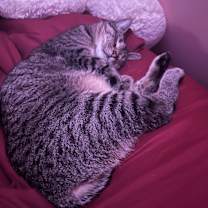 Thumbnail photo of Kiwi #4