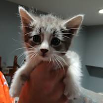 Thumbnail photo of Kirk #2