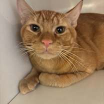 Thumbnail photo of Gimli #1