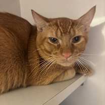 Thumbnail photo of Gimli #2