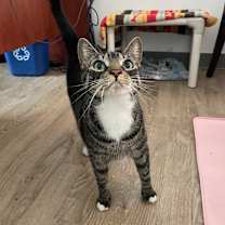 Thumbnail photo of Mazey #1