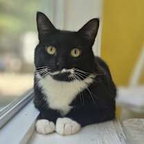 Thumbnail photo of Fender #1