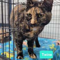 Thumbnail photo of Twine #3