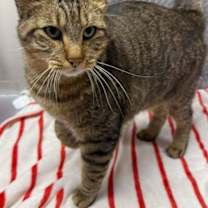 Thumbnail photo of Brutus #1