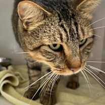 Thumbnail photo of Brutus #2