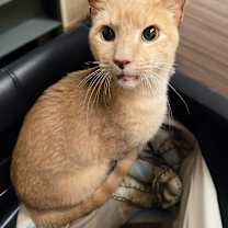 Thumbnail photo of Kevlar #1