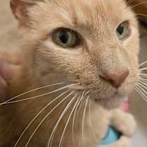 Thumbnail photo of Kevlar #3