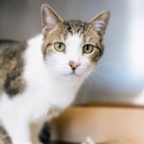 Thumbnail photo of Cadie #3