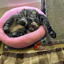 Thumbnail photo of Abel RPS #1