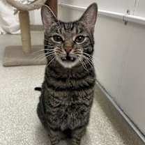 Thumbnail photo of Abel RPS #3