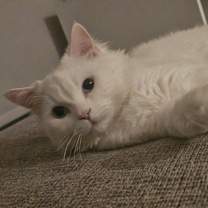 Thumbnail photo of LEO #4