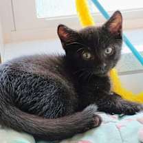 Thumbnail photo of Apollo #2