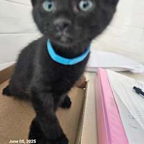 Thumbnail photo of Apollo #3