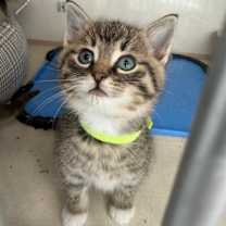 Thumbnail photo of Velm #3