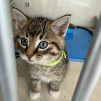 Thumbnail photo of Velm #4