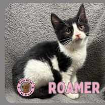 Thumbnail photo of Roamer #1